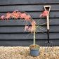 Laceleaf Japanese maple | Acer palmatum Dissectum - Height 50-75cm - 4lt