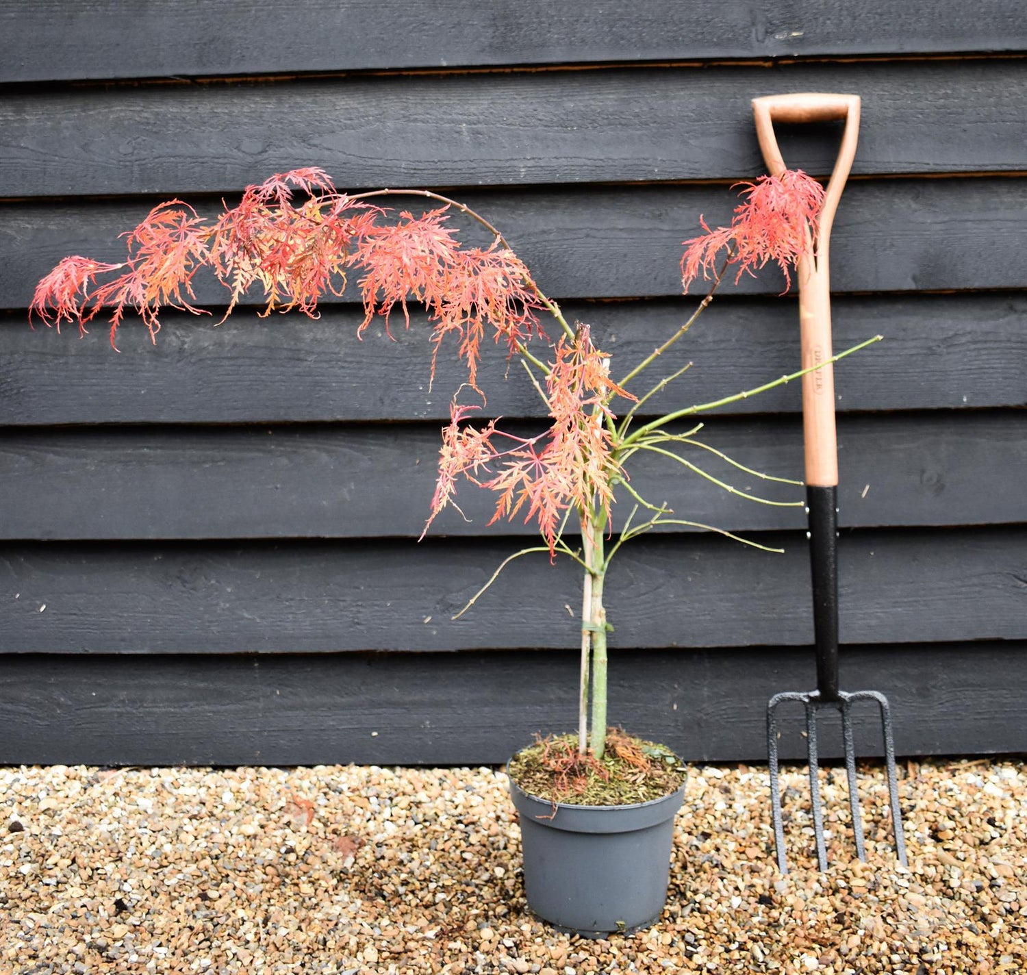 Laceleaf Japanese maple | Acer palmatum Dissectum - Height 50-75cm - 4lt