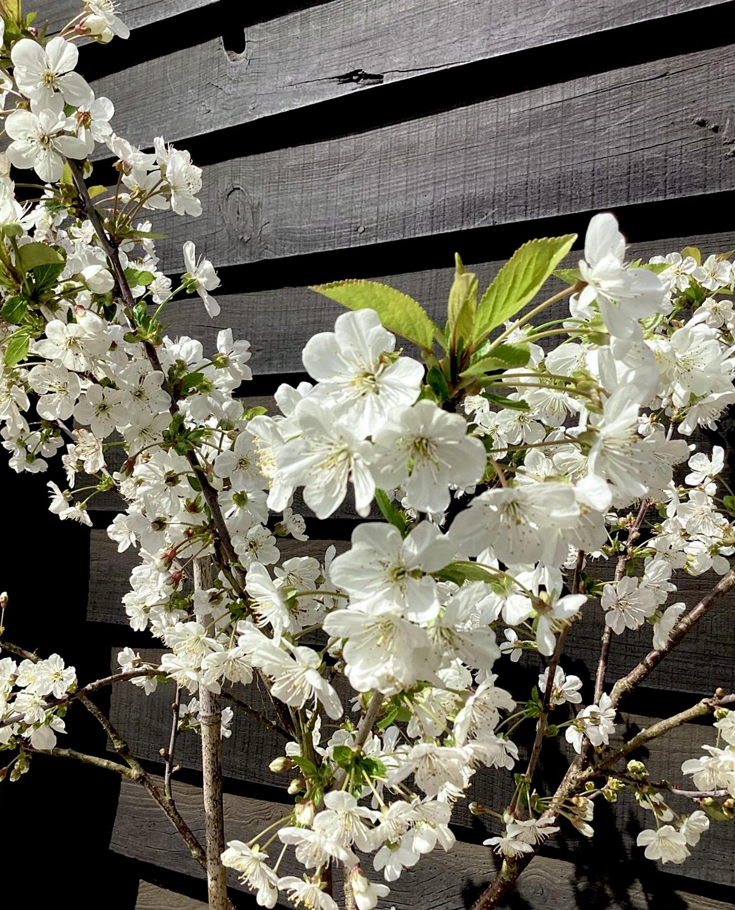 Sour Cherry 'Morello', Clear Stem - 200-250cm, 10lt