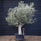 Olive Tree | Olea Europea - Specimen  - Forking branches - Height 250 -300 cm - 280lt