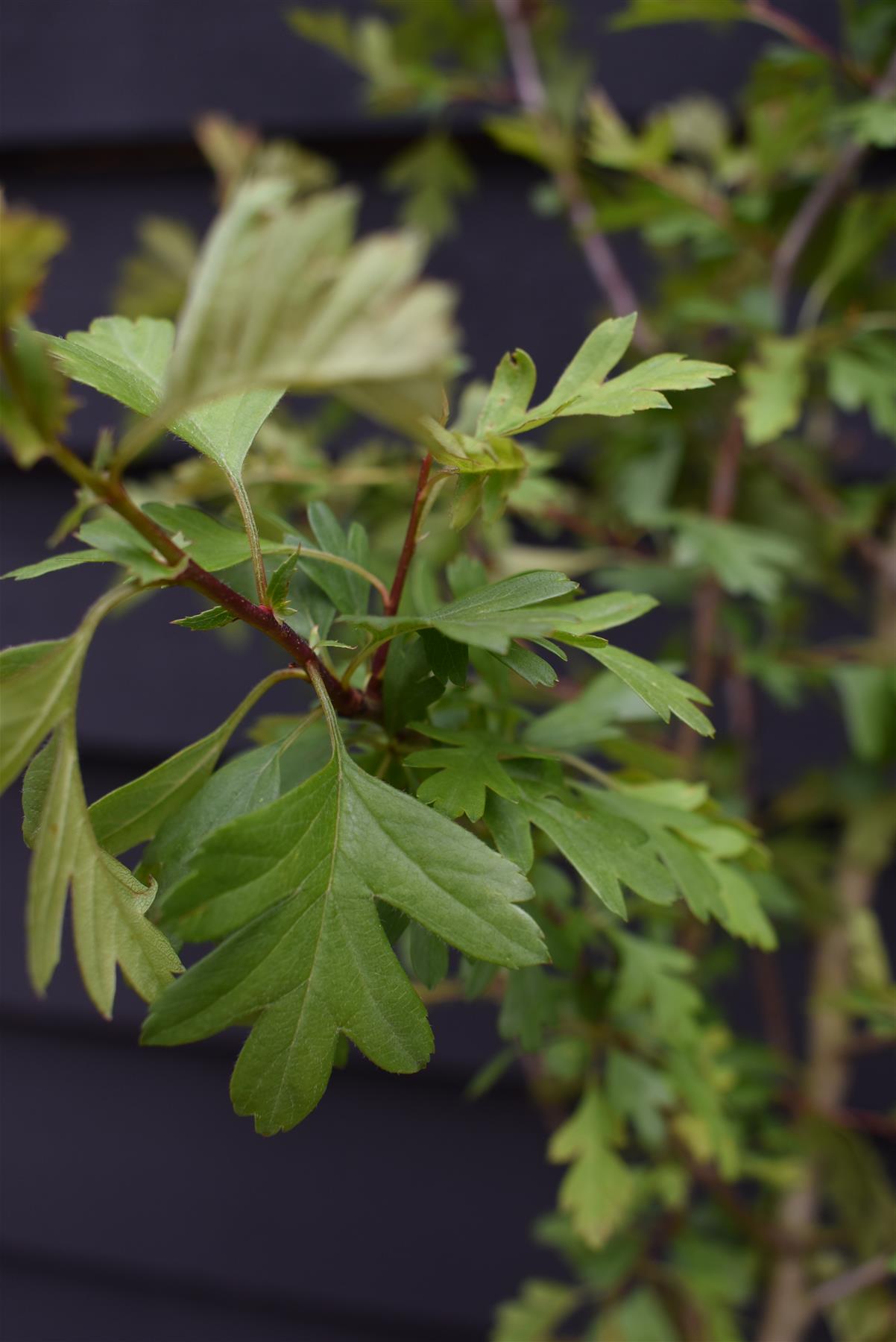 Crataegus Monogyna | Common Hawthorn - 180-200cm, 12lt