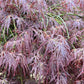 Acer palmatum 'Garnet' | Garnet Japanese Maple - Girth 20cm - Stem 130cm - 180cm - 130lt