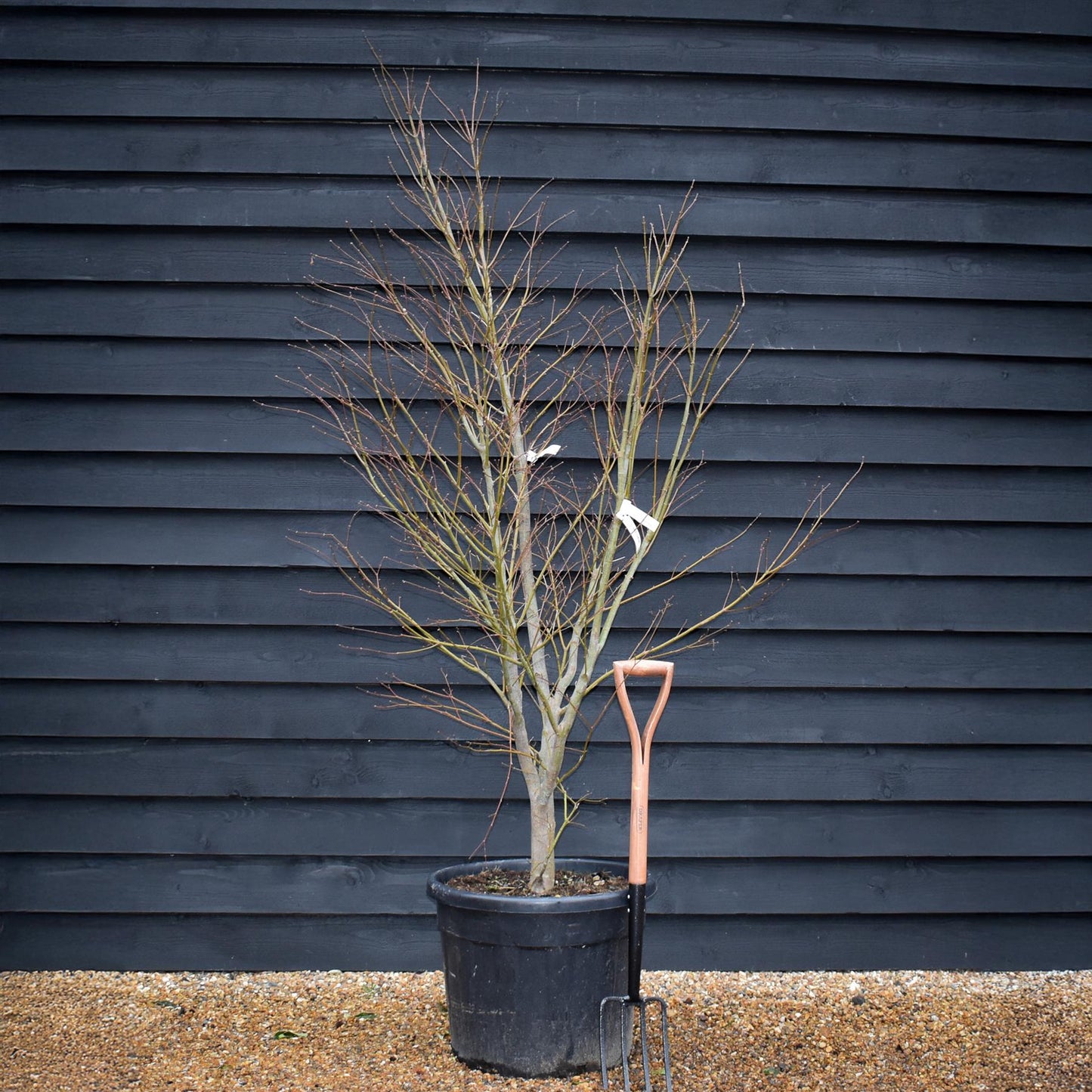 Acer palmatum 'Kogane Nishiki' | Japanese maple Golden Brocade - Height 200-220cm - 70lt