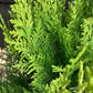 Chamaecyparis lawsoniana 'Ivonne' | False cypress 'Ivonne' - Height 50-70cm - 5lt