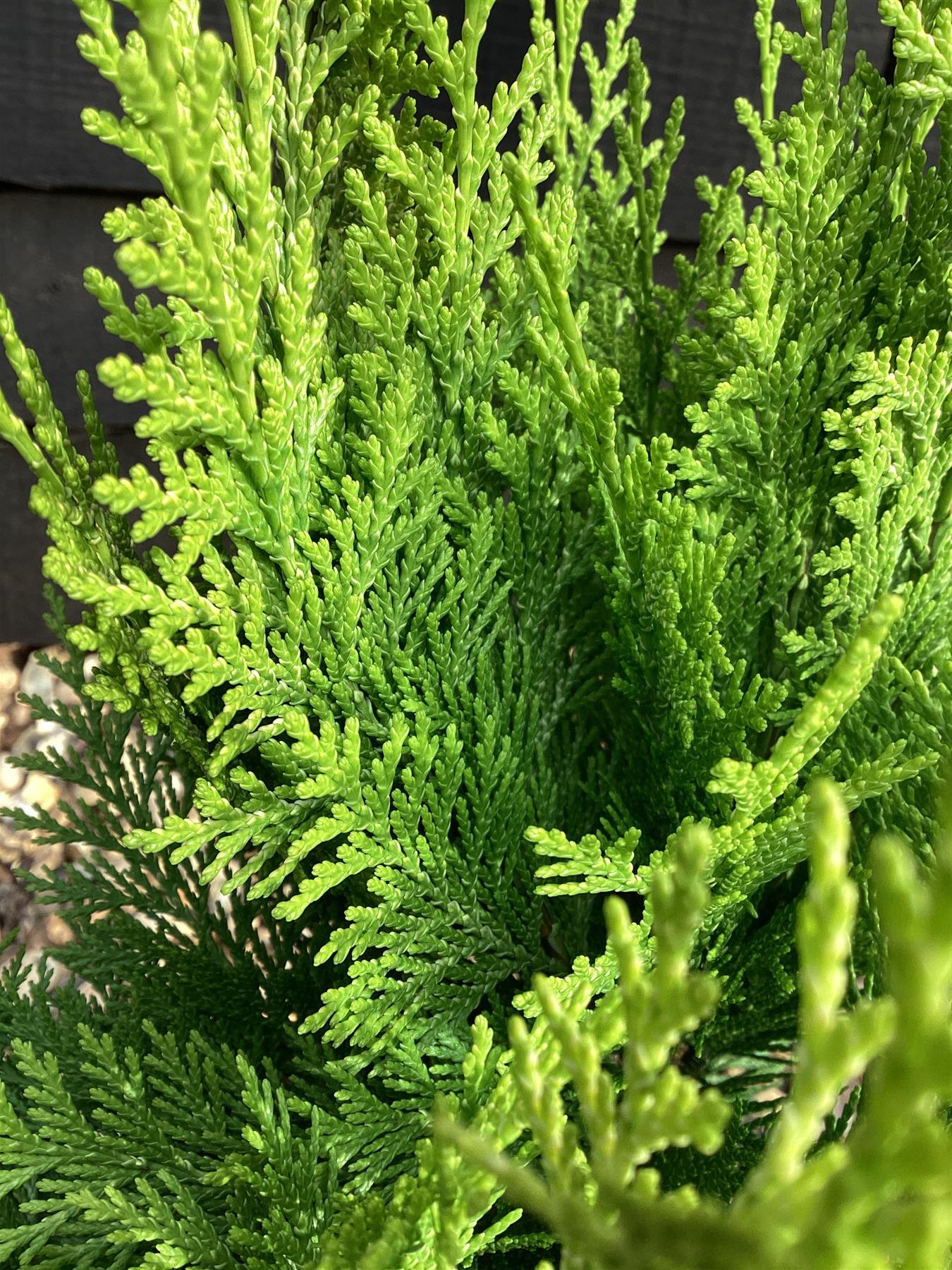 Chamaecyparis lawsoniana 'Ivonne' | False cypress 'Ivonne' - Height 50-70cm - 5lt