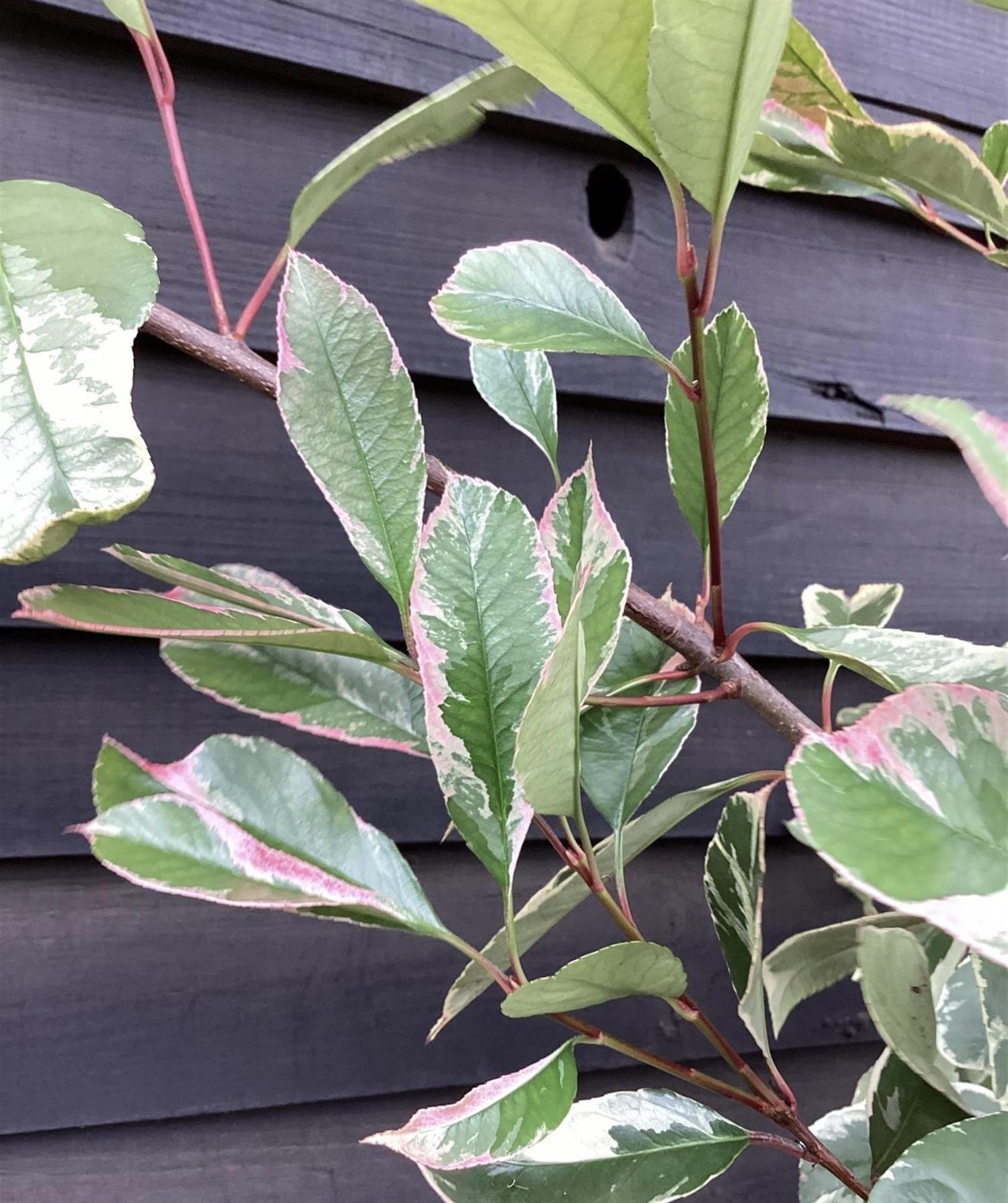 Photinia Louise | Christmas berry 'Louise' - Height - 230-260cm - 70lt