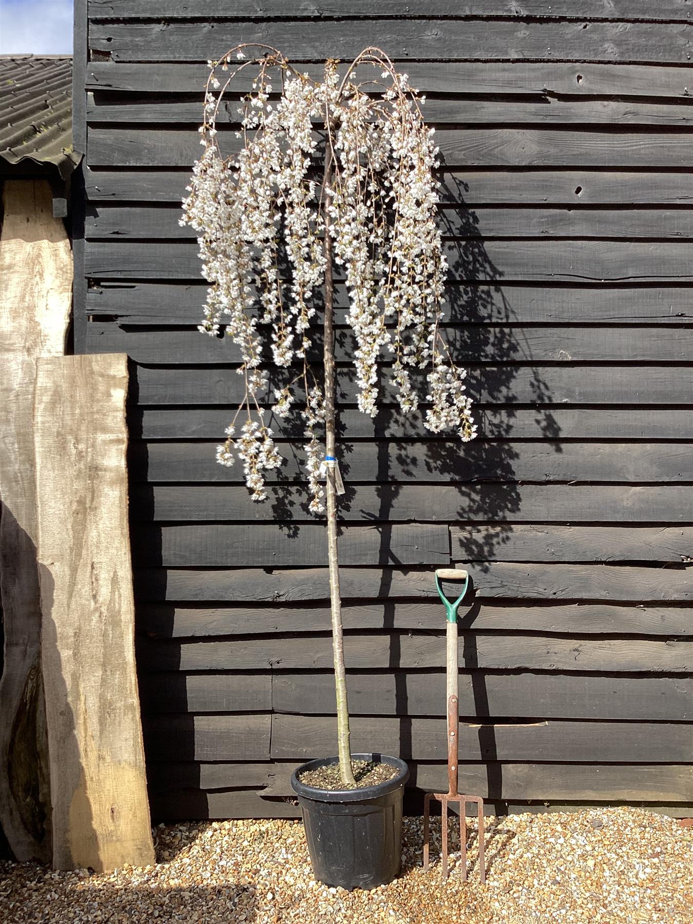 Prunus subhirtella Pendula Standard | Single Pink Weeping Cherry - Girth 12-14cm - 200-250cm - 30lt