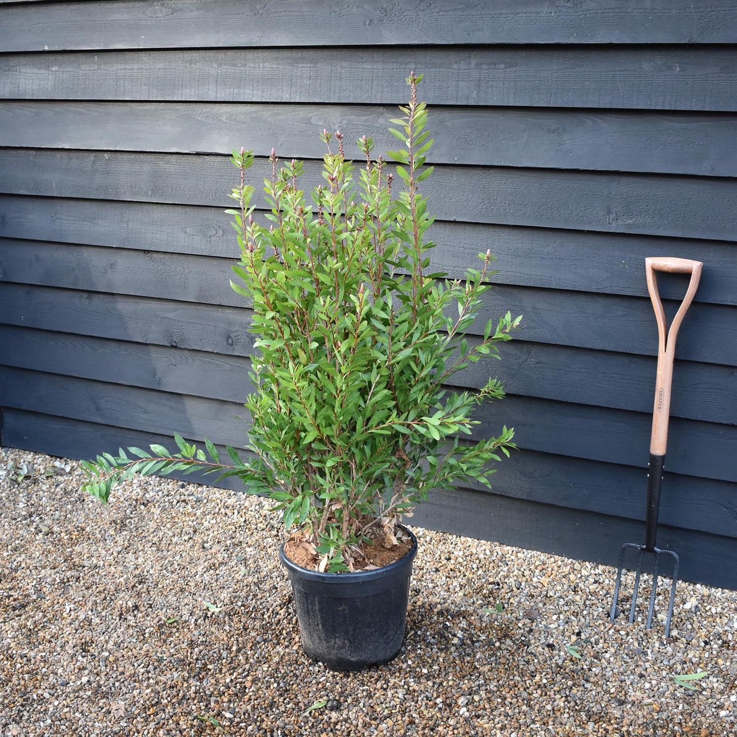 Callistemon Laevis | Bottlebrush - Shrub - Height 100-120cm - 20lt