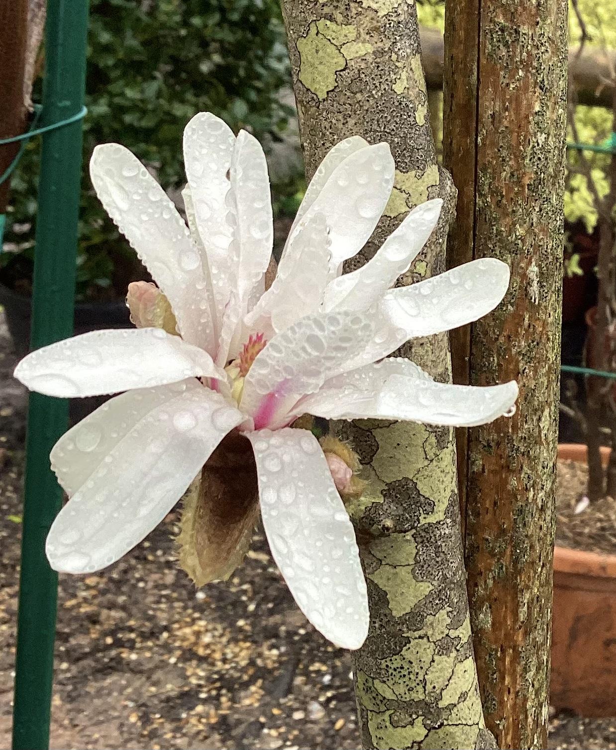 Magnolia Stellata - 100-150cm, 50lt