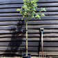 Apple tree 'King of the Pippins' | Malus Domestica - Semi Dwarfing - 170-180cm - 20lt