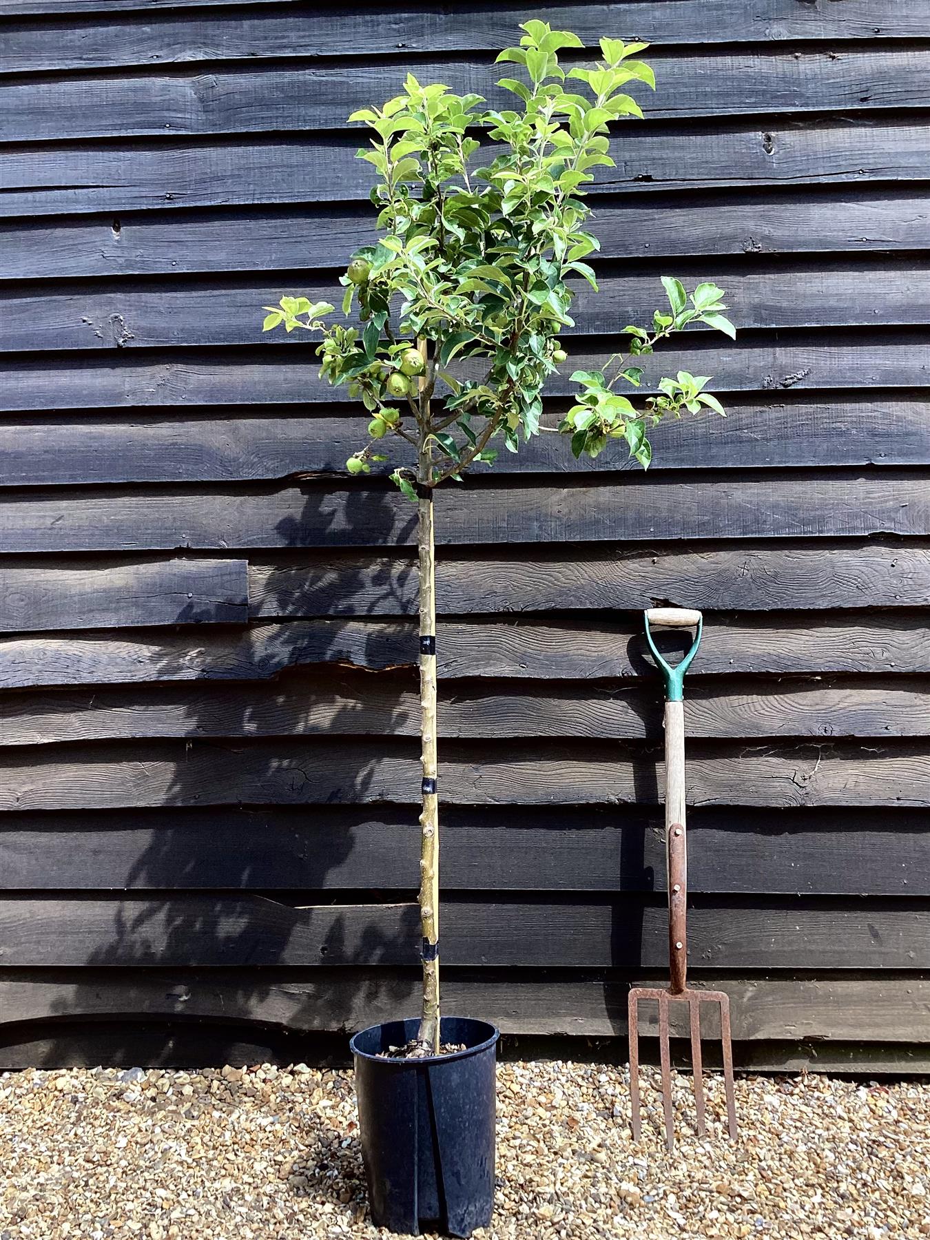 Apple tree 'King of the Pippins' | Malus Domestica - Semi Dwarfing - 170-180cm - 20lt