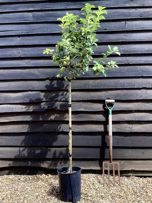 Apple tree 'King of the Pippins' | Malus Domestica - Semi Dwarfing - 170-180cm - 20lt