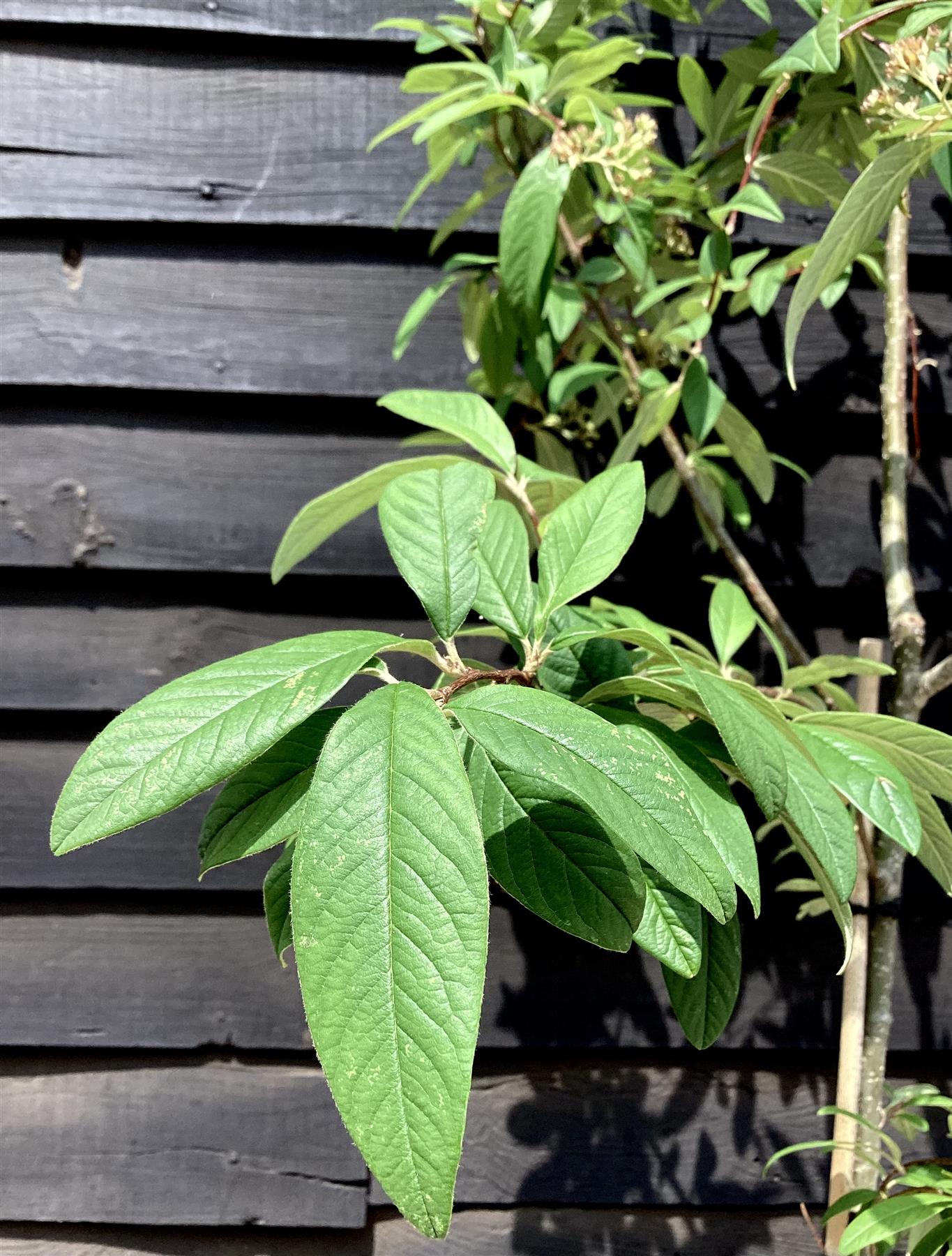 Cotoneaster 'Cornubia' - 160-200cm, 10lt