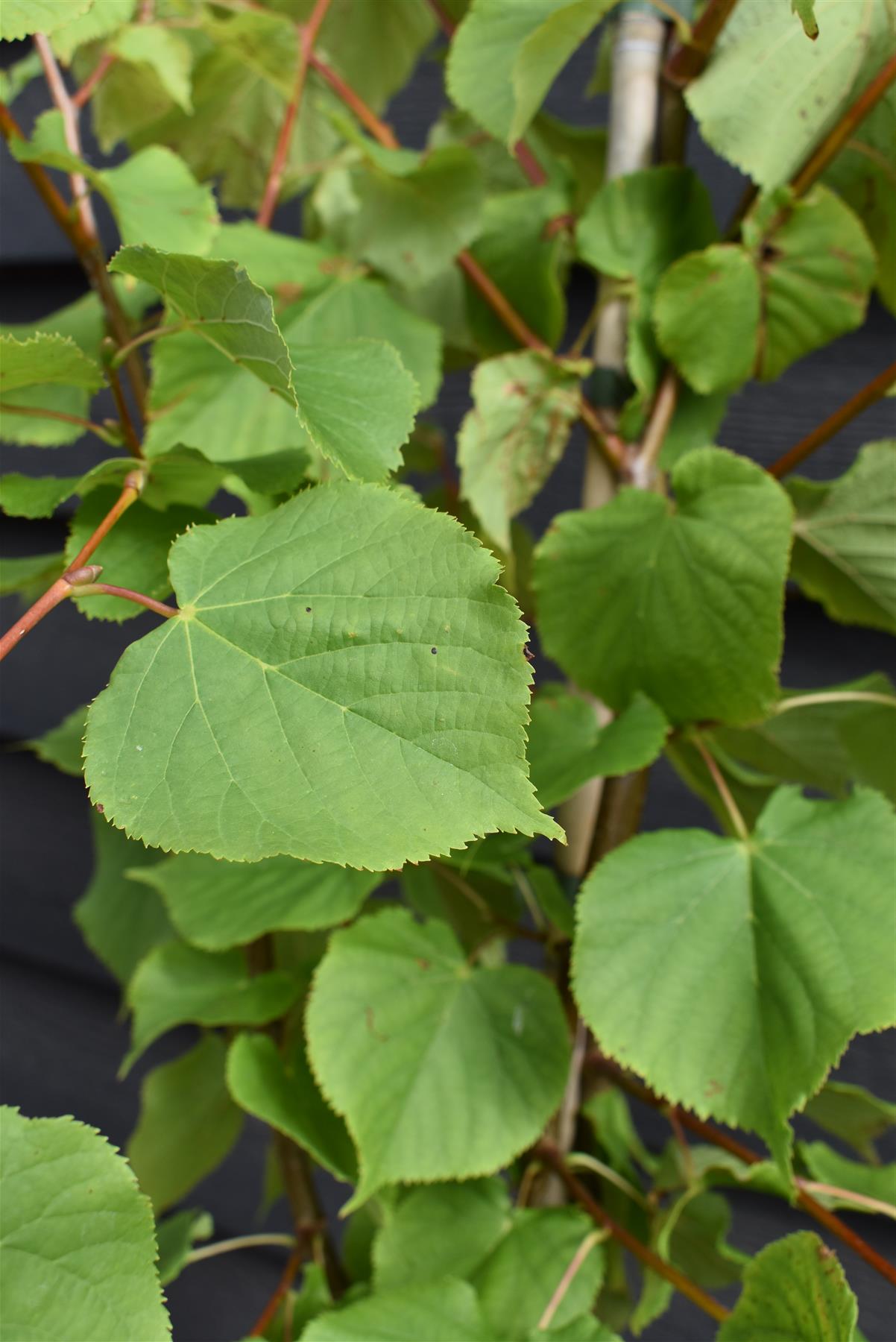 Tilia cordata | Small-Leaved Lime - Height 160-200cm - 20lt