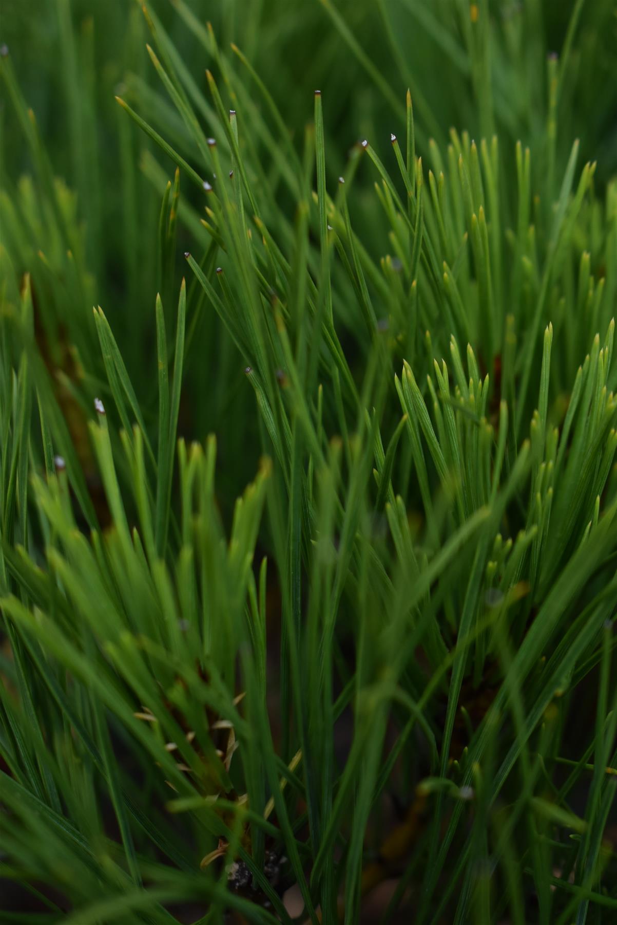 Pinus densiflora 'Alice Verkade' | Japanese red pine - Clear Stem 10cm - Height 60-65cm - Width 40cm - 20lt