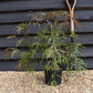 Acer palmatum 'Inaba-Shidare' | Japanese Maple - Bushy - Height 50-70cm - 4lt