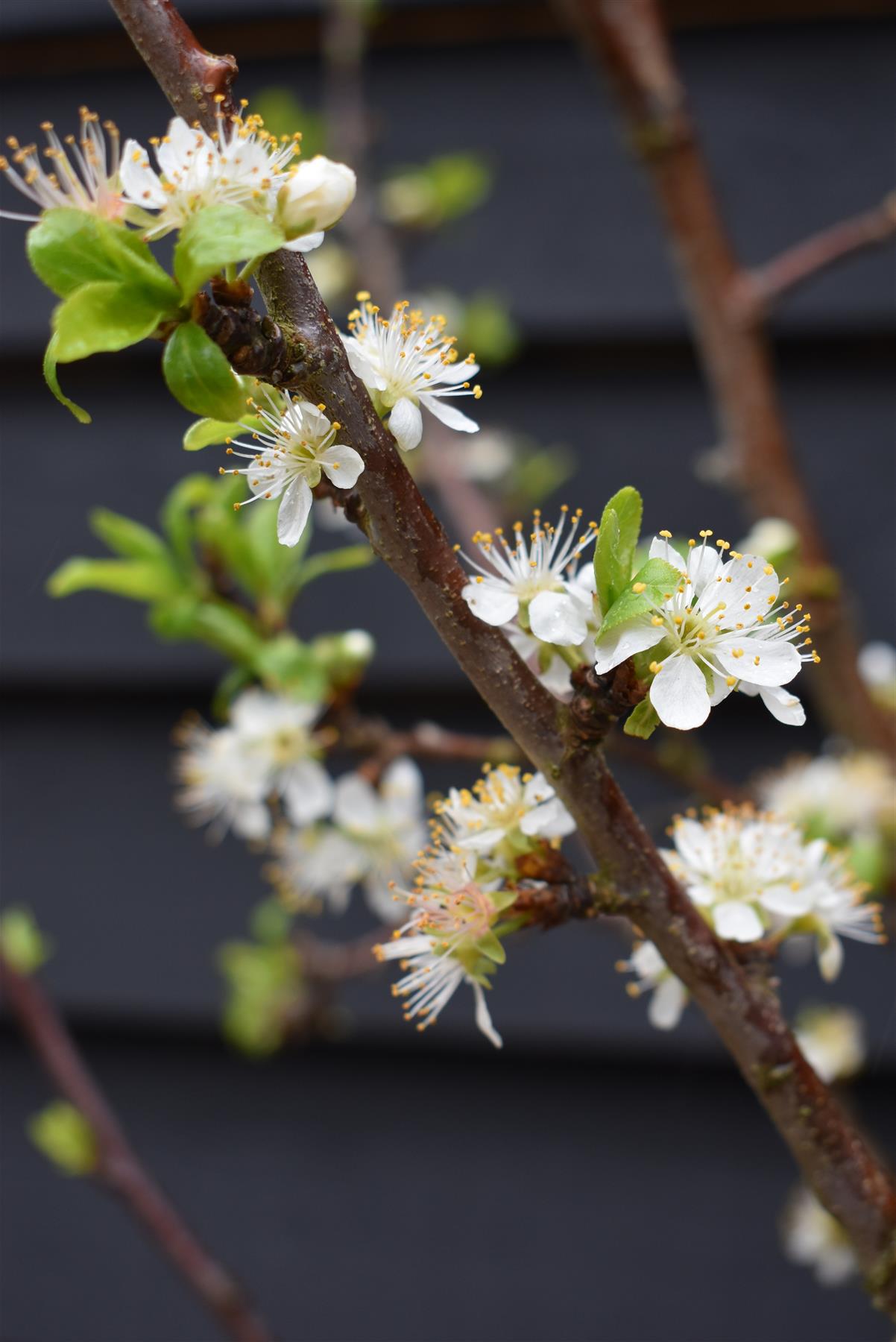 Prunus domestica 'Stanley' | Plum 'Stanley' - 150-200cm, 10lt