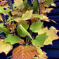 Liriodendron tulipifera 'Fastigiatum' | Tulip Tree - 70lt