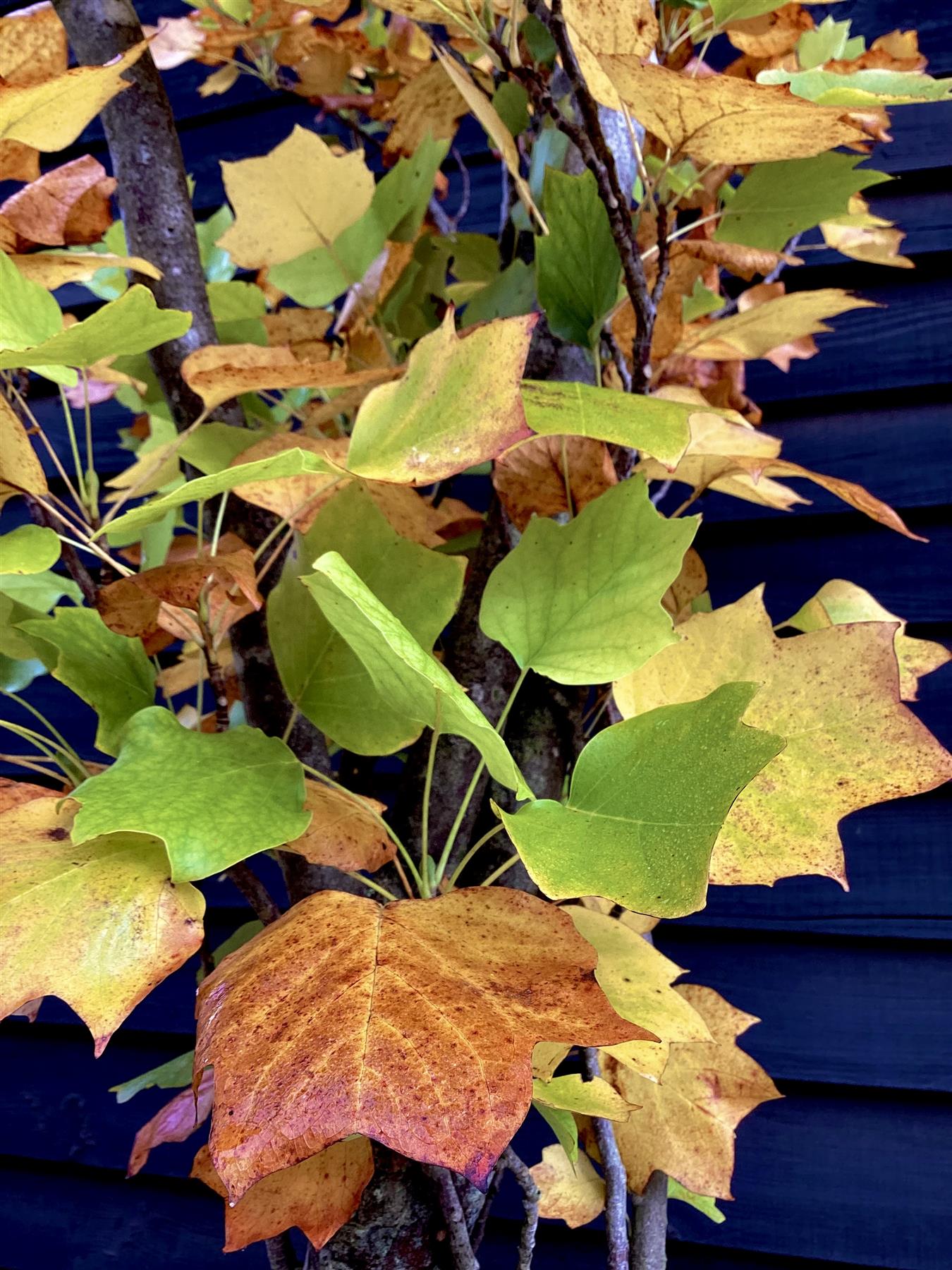 Liriodendron tulipifera 'Fastigiatum' | Tulip Tree - 70lt