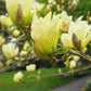 Magnolia Yellow River - Bush - Height 160-180cm - 55lt