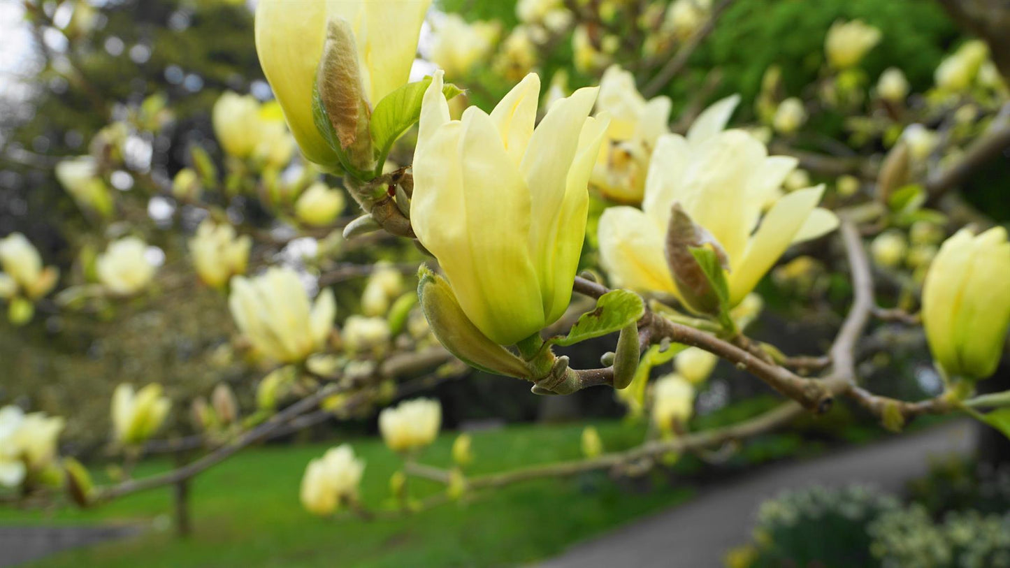 Magnolia Yellow River - Bush - Height 160-180cm - 55lt