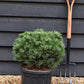 Pinus uncinata 'Heideperle' | Mountain pine - Height 50-60cm - 18lt