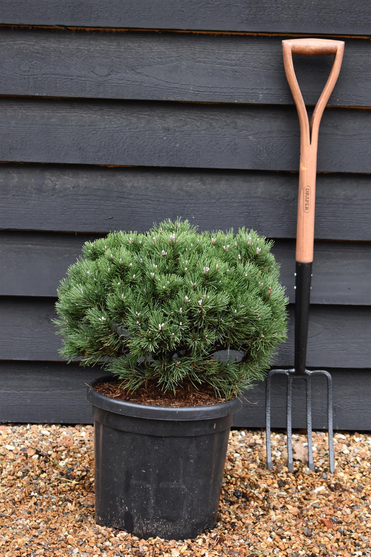 Pinus uncinata 'Heideperle' | Mountain pine - Height 50-60cm - 18lt