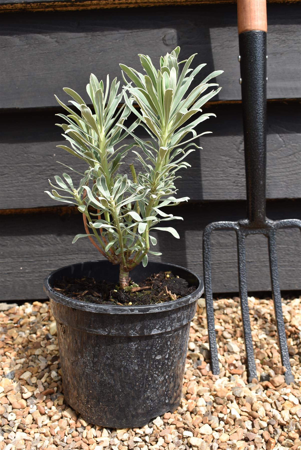 Euphorbia characias Glacier Blue - 3lt