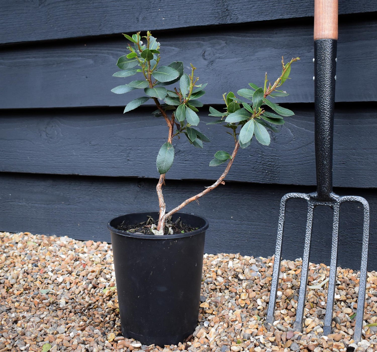 Arbutus unedo | Strawberry Tree - 20-25cm, 3lt