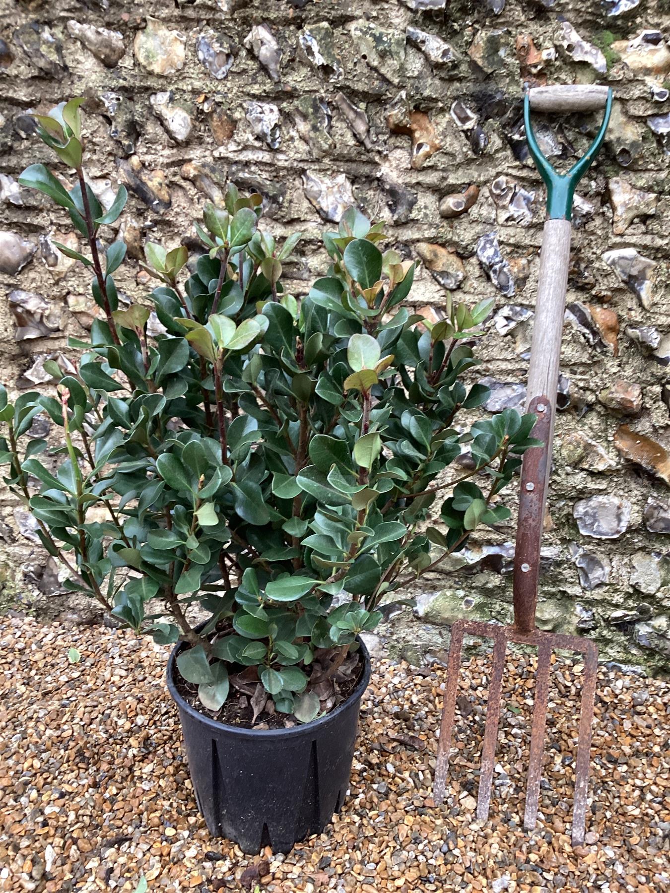 Rhaphiolepis umbellata (white) | Yeddo hawthorn - 90cm, 10lt