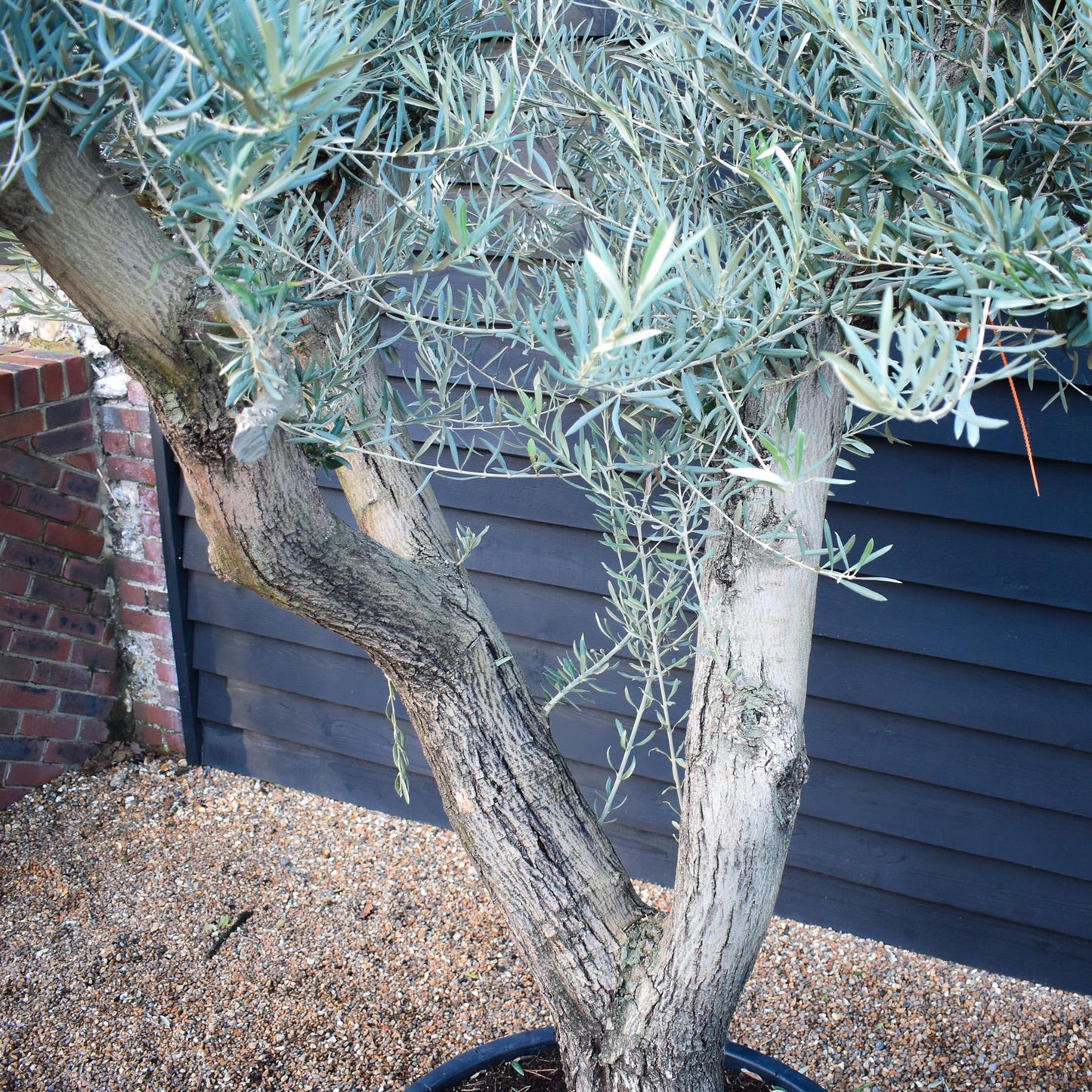 Olive Tree | Olea Europea - Specimen - Branched Out - Height 250 -300 cm - 280lt