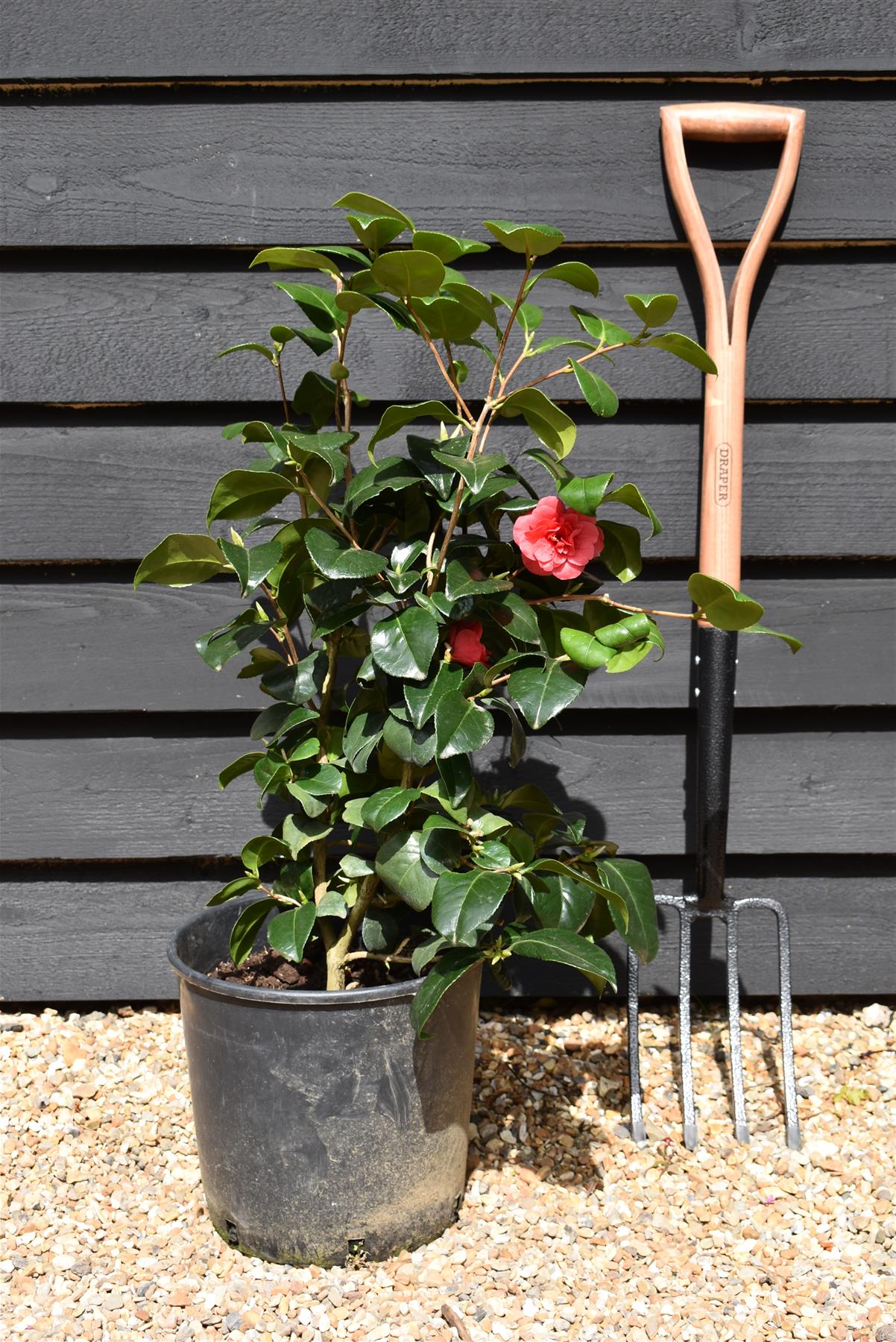 Camellia Lady Campbell -  60-70cm - 12lt