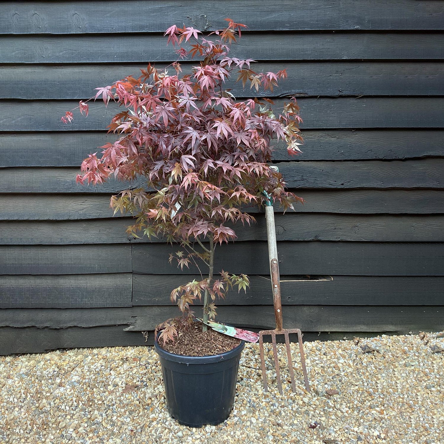 Acer palmatum 'Bloodgood' | Japanese maple 'Bloodgood' - Height 160-200cm - 20-25lt