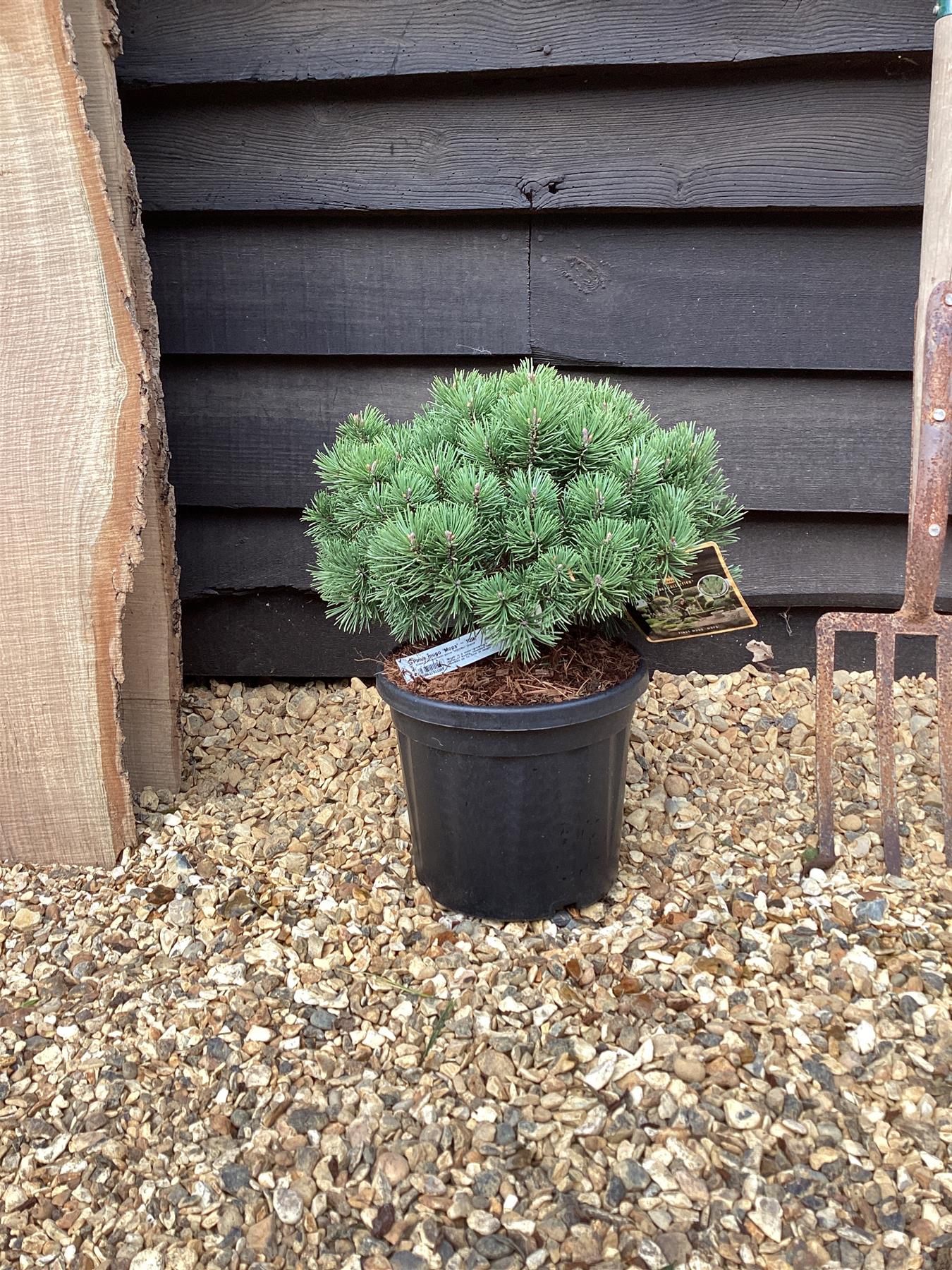 Pinus mugo 'Mops' | Dwarf mountain pine 'Winter Gold' - 45-55cm - 10lt