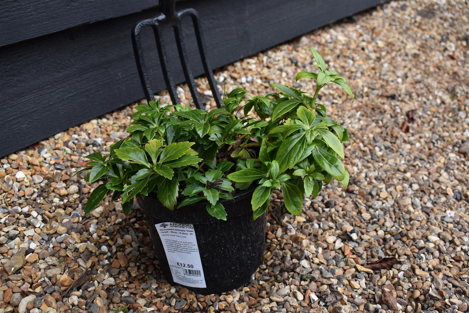 Japanese spurge | Pachysandra terminalis 'Green Carpet' - Height 10cm Width 10-20cm - 2lt