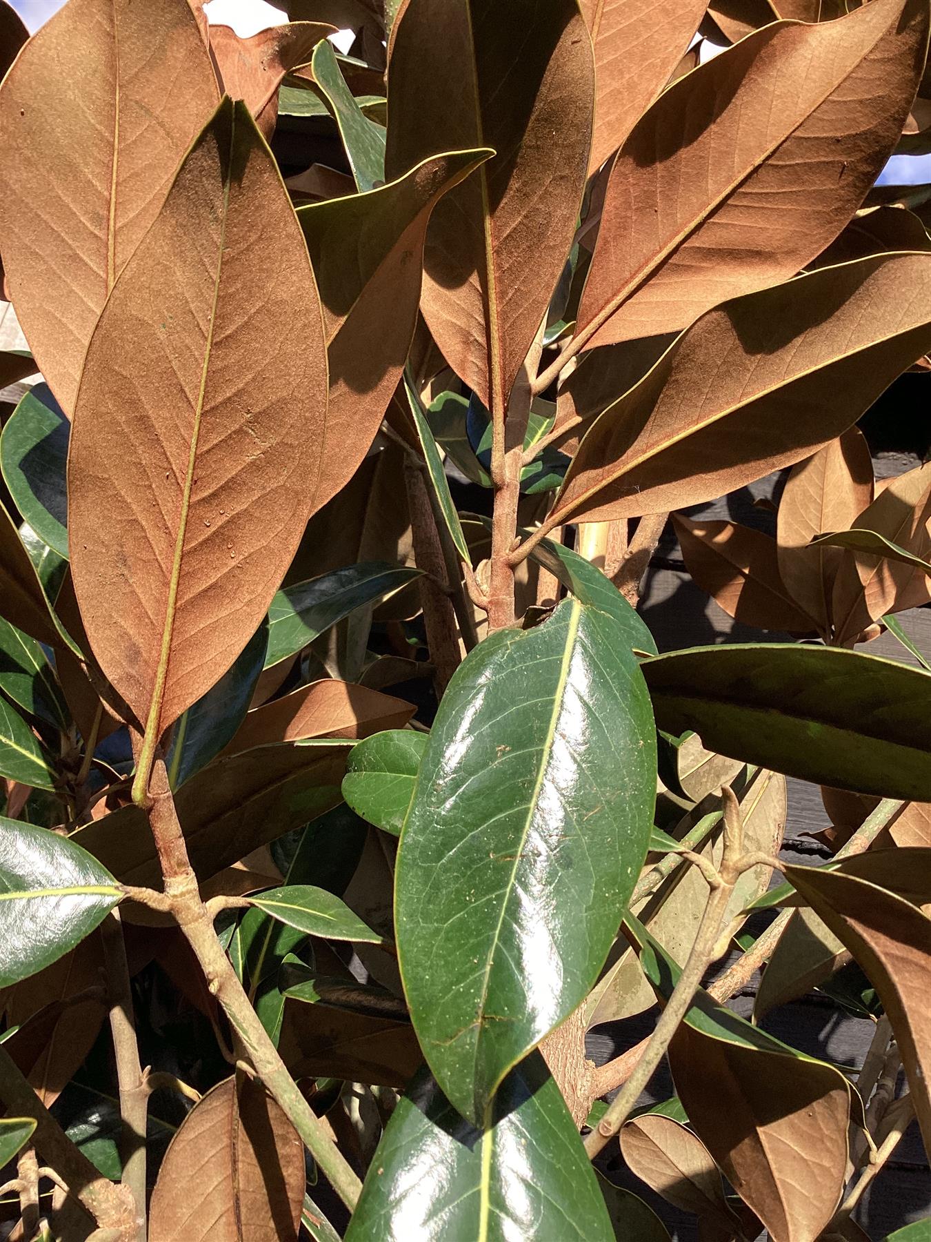 Magnolia grandiflora 'Galissonniere' | Southern magnolia 'Galissonniere' Girth 12-14cm - Height - 370-400cm - 70lt