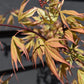 Acer palmatum 'Osakazuki' | Japanese Maple - Bushy  - Height 50-70cm - 4lt