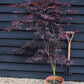 Acer palmatum 'Sumi-nagashi' | Japanese maple 'Suminagashi' 'Sumi nagashi' - Bushy - 100-150cm -15lt