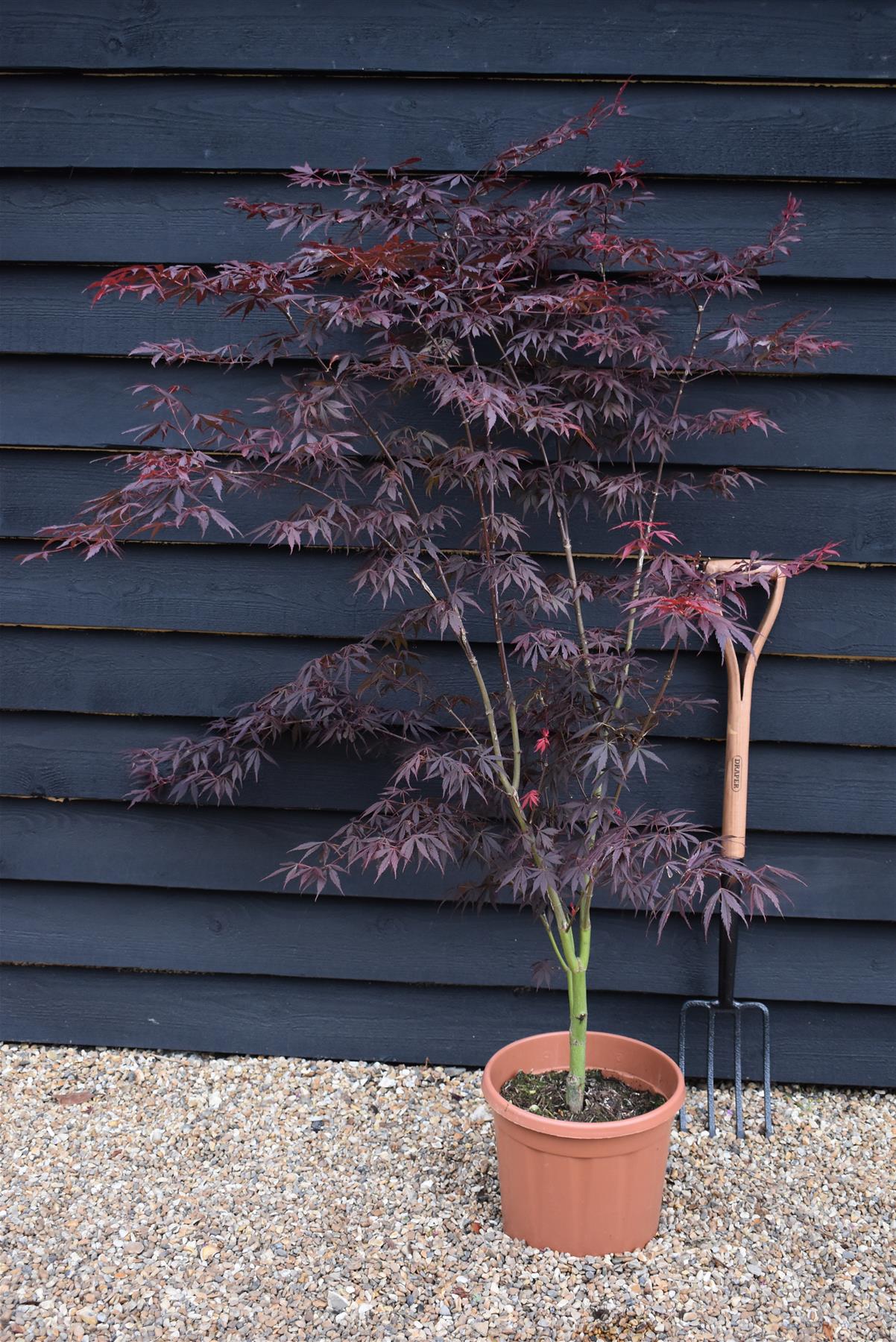 Acer palmatum 'Sumi-nagashi' | Japanese maple 'Suminagashi' 'Sumi nagashi' - Bushy - 100-150cm -15lt