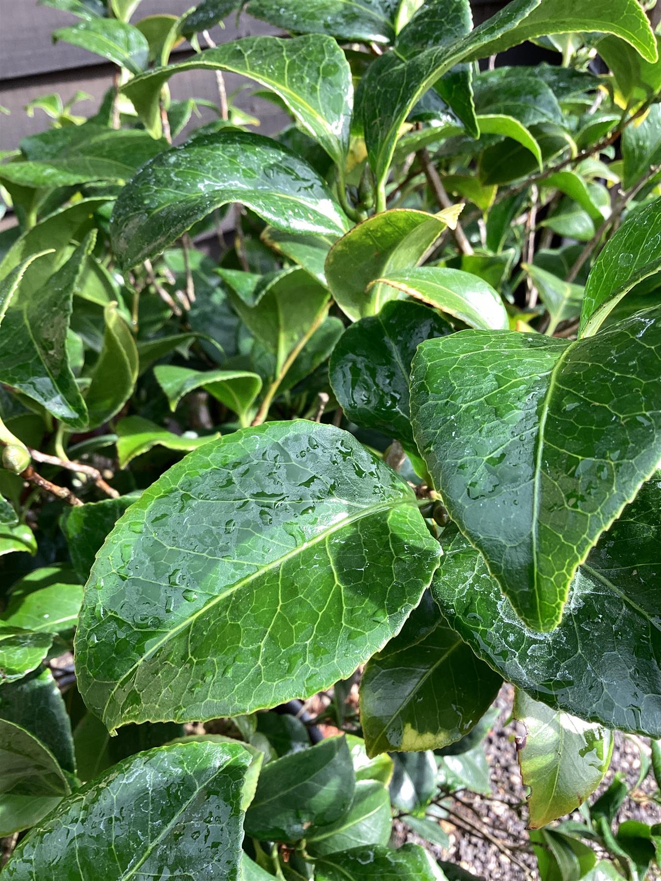 Camellia japonica | Common Camellia - 150-200cm, 110lt