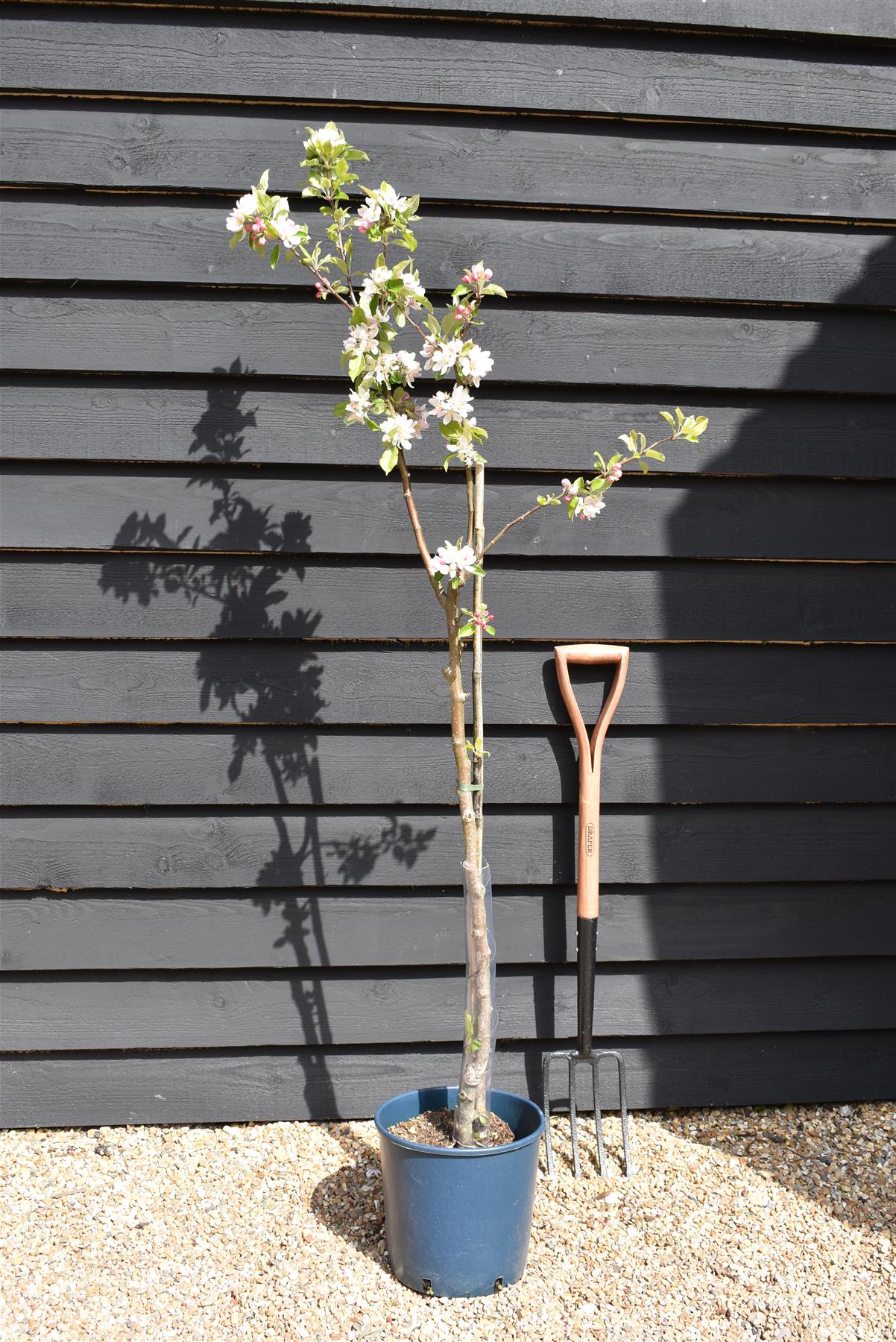 Apple tree 'Katy' | Malus domestica - MM106 - Semi-Dwarfing - 150-160cm - 10lt