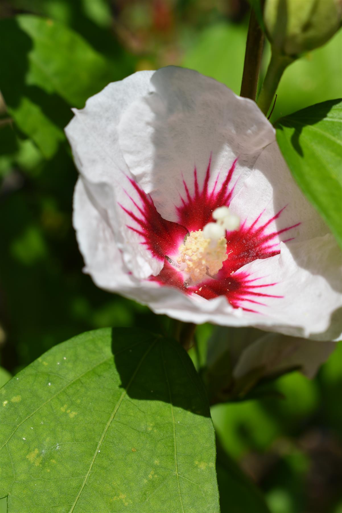 Hibiscus syriacus 'Red Heart' - White (Red Centre) - Bushy Shrub - Height 120-150cm - 25lt