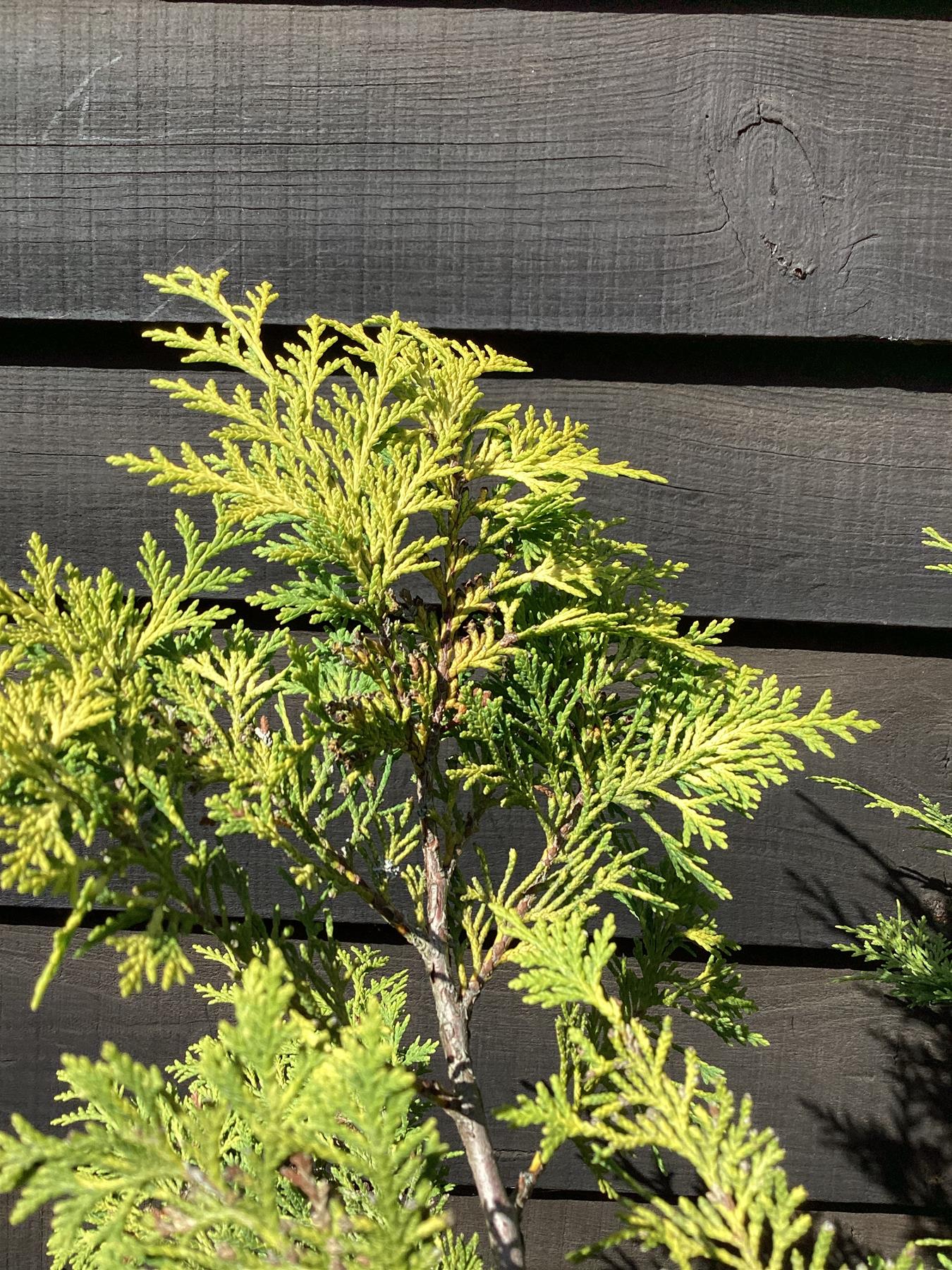 Chamaecyparis lawsoniana 'Stardust' - 300/350cm, 50lt