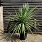 Cordyline australis | New Zealand Cabbage Palm - Stem 20cm - Height 90-110cm - 30lt