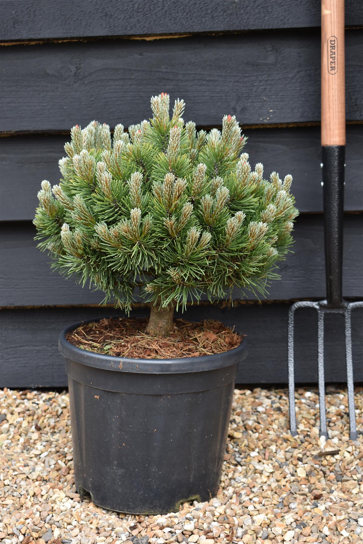 Pinus Mugo 'March' | Dwarf Mountain Pine - Height 40-50cm - Width 30cm - 11lt