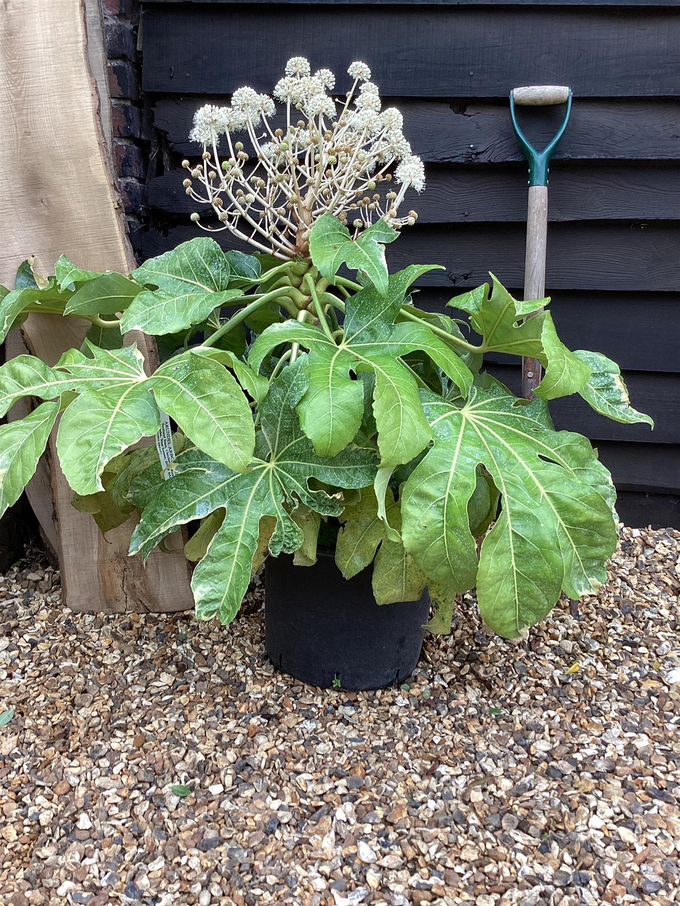 Fatsia Japonica Variegata - 60/80cm, 20lt