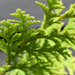 Chamaecyparis lawsoniana 'Ivonne' | False cypress 'Ivonne' - Height 50-70cm - 5lt