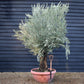 Olive Tree | Olea Europea 1/2 Std - 200-240cm, 90lt