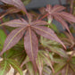 Acer palmatum 'Atropurpureum' | Red Leaf Japanese maple - 50-70cm - 4-5lt