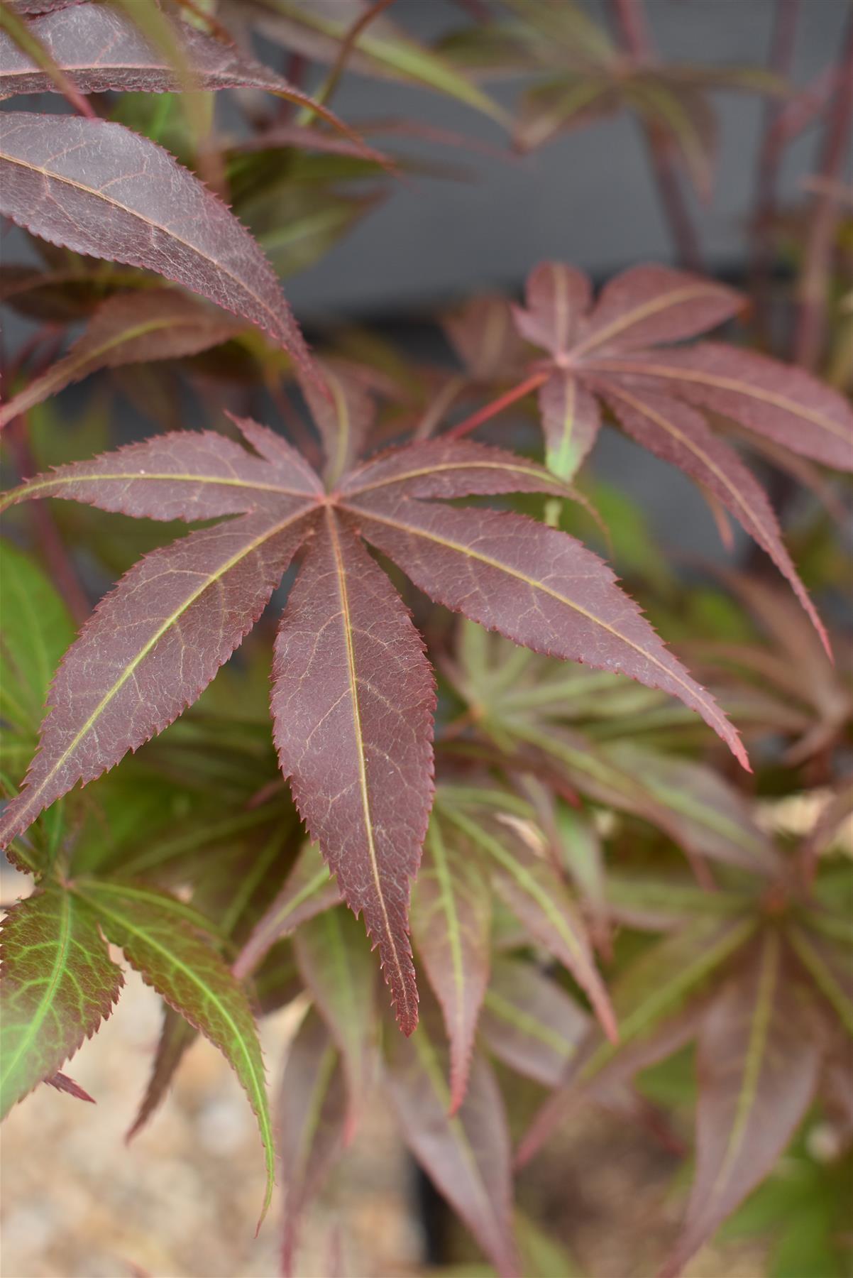 Acer palmatum 'Atropurpureum' | Red Leaf Japanese maple - 50-70cm - 4-5lt